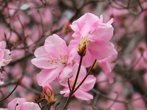 Rhododendron pentaphyllum var. nikoense