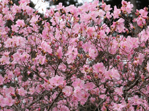 Rhododendron pentaphyllum var. nikoense