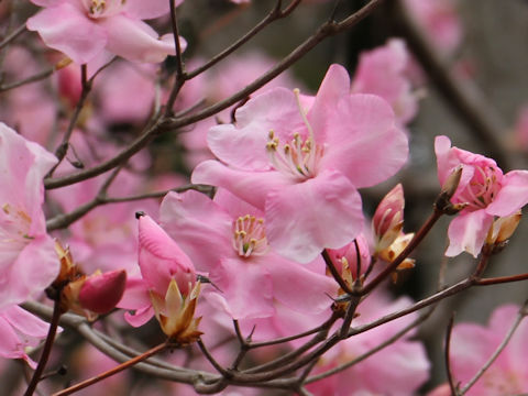 Rhododendron pentaphyllum var. nikoense