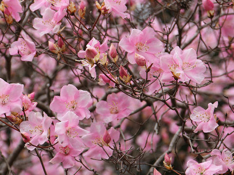 Rhododendron pentaphyllum var. nikoense