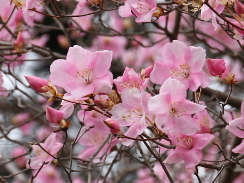 Rhododendron pentaphyllum var. nikoense