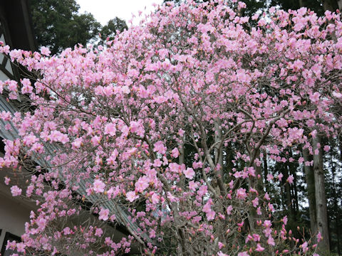 Rhododendron pentaphyllum var. nikoense