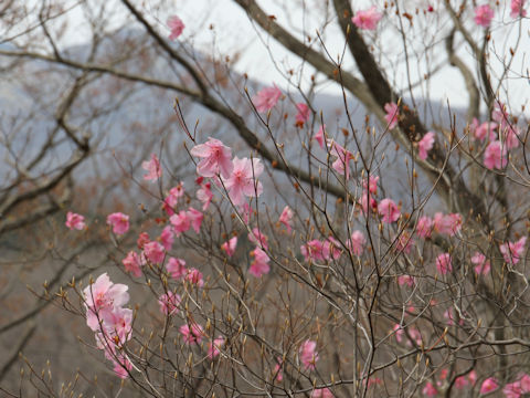 Rhododendron pentaphyllum var. nikoense