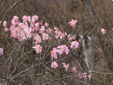 Rhododendron pentaphyllum var. nikoense