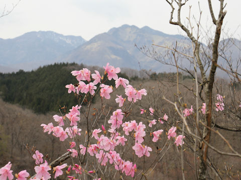 Rhododendron pentaphyllum var. nikoense