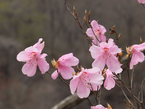 Rhododendron pentaphyllum var. nikoense