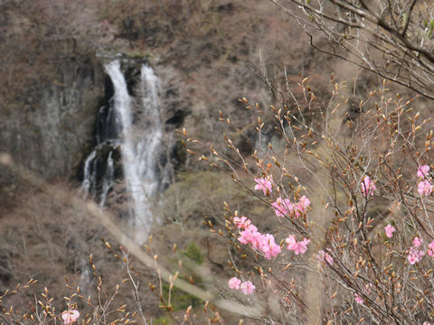 Rhododendron pentaphyllum var. nikoense