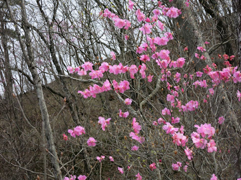 Rhododendron pentaphyllum var. nikoense