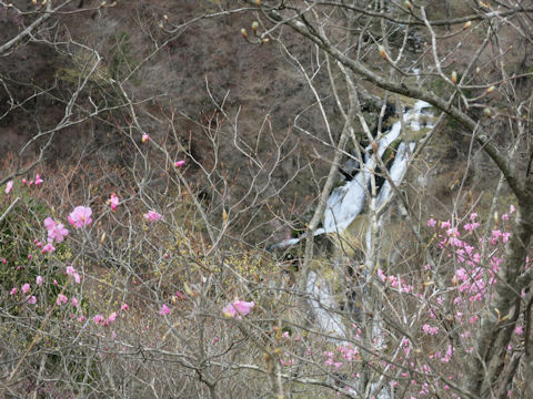 Rhododendron pentaphyllum var. nikoense