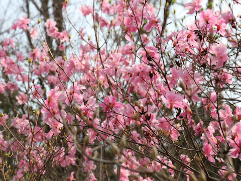 Rhododendron pentaphyllum var. nikoense