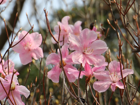 Rhododendron pentaphyllum var. nikoense