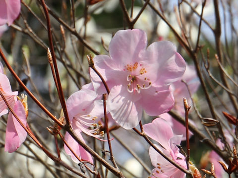 Rhododendron pentaphyllum var. nikoense