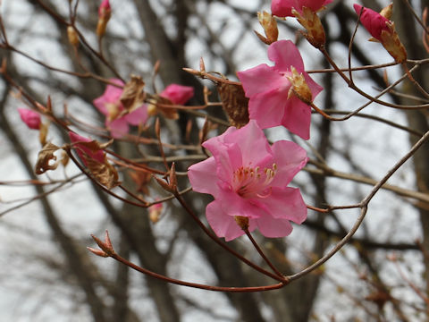 Rhododendron pentaphyllum var. nikoense