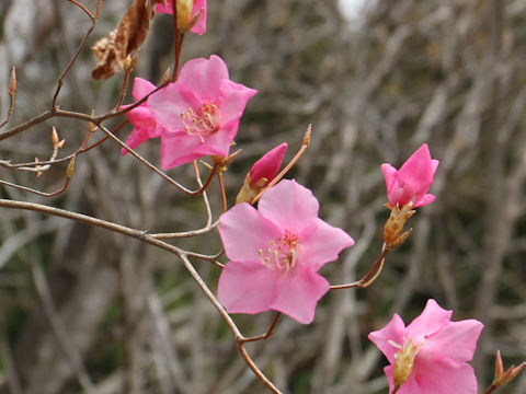 Rhododendron pentaphyllum var. nikoense