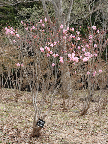 Rhododendron pentaphyllum var. nikoense