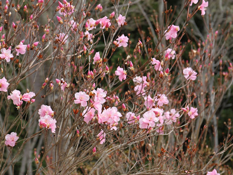 Rhododendron pentaphyllum var. nikoense