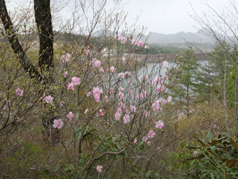 Rhododendron pentaphyllum var. nikoense