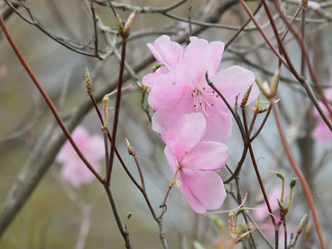 Rhododendron pentaphyllum var. nikoense