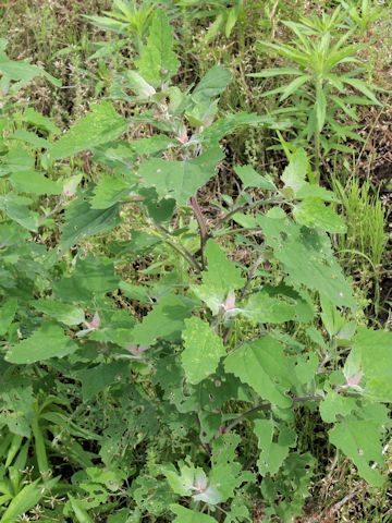 Chenopodium centrorubrum