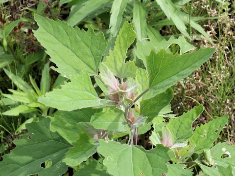 Chenopodium centrorubrum