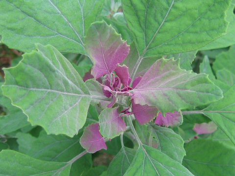 Chenopodium centrorubrum