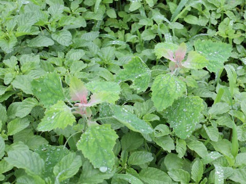 Chenopodium centrorubrum