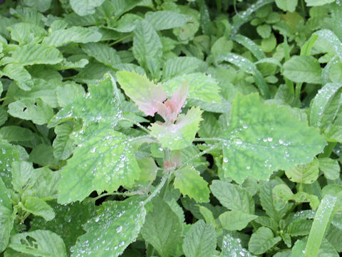 Chenopodium centrorubrum