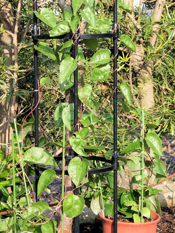 Anredera cordifolia