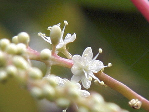 Anredera cordifolia