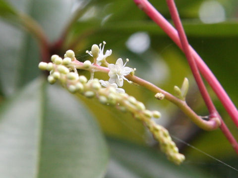 Anredera cordifolia