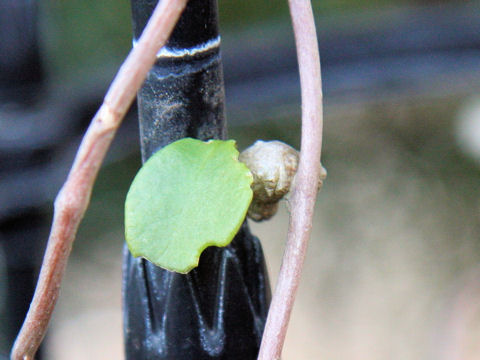 Anredera cordifolia