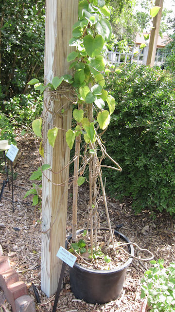 Anredera cordifolia