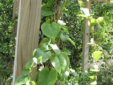 Anredera cordifolia