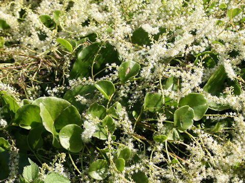 Anredera cordifolia