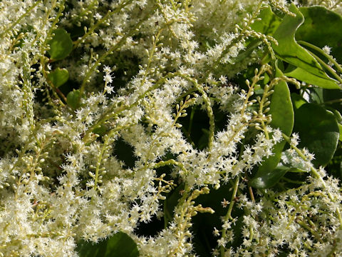 Anredera cordifolia