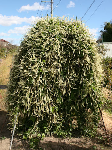 Anredera cordifolia