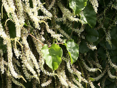 Anredera cordifolia