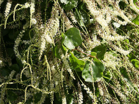 Anredera cordifolia