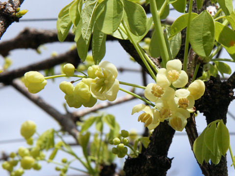 Akebia quinata