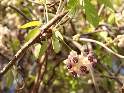 Akebia quinata