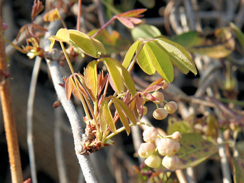 Akebia quinata