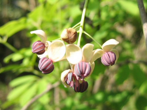 Akebia quinata