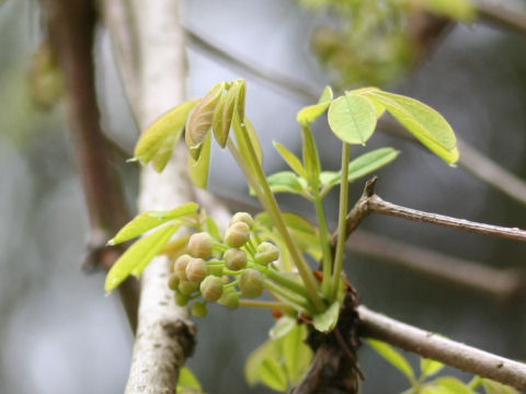 Akebia quinata