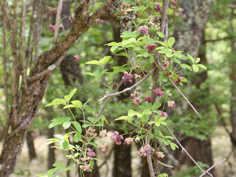 Akebia quinata