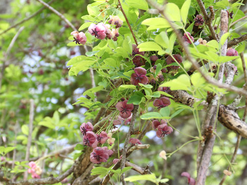 Akebia quinata