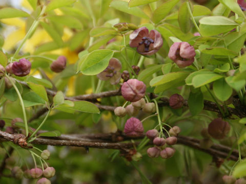 Akebia quinata