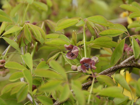 Akebia quinata