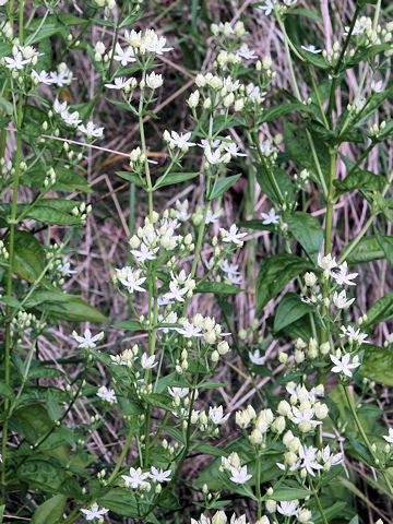 Swertia bimaculata