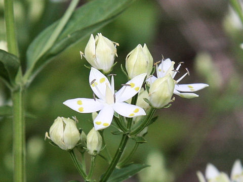 Swertia bimaculata