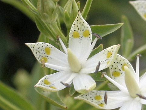 Swertia bimaculata